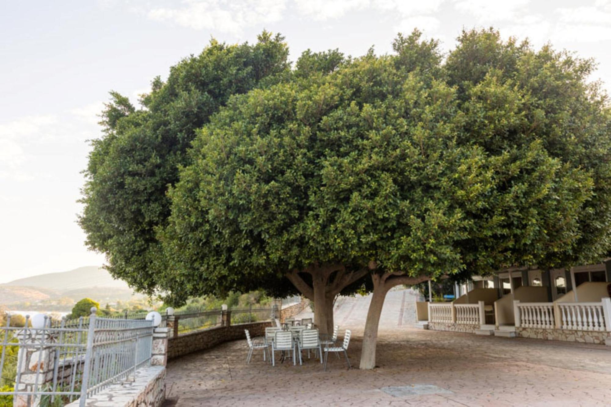 فندق Pansion Koroni المظهر الخارجي الصورة